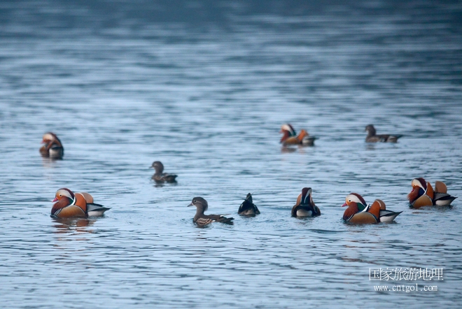 進入初冬，大批野生鴛鴦陸續(xù)飛抵江西婺源縣賦春鎮(zhèn)鴛鴦湖越冬，小精靈們在湖面上或相互依偎、卿卿我我；或隨波逐流、嬉戲打鬧，悠閑自在生活在青山綠水之間，優(yōu)良的水域和豐富的湖畔闊葉林，為鴛鴦過冬提供良好生存環(huán)境，婺源鴛鴦湖已成為亞洲最大的野生鴛鴦越冬棲息地。（攝于12月4日下午）