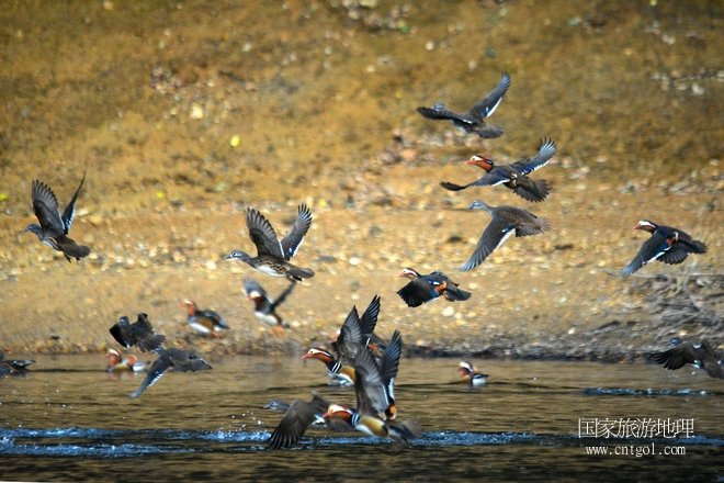進入初冬，大批野生鴛鴦陸續(xù)飛抵江西婺源縣賦春鎮(zhèn)鴛鴦湖越冬，小精靈們在湖面上或相互依偎、卿卿我我；或隨波逐流、嬉戲打鬧，悠閑自在生活在青山綠水之間，優(yōu)良的水域和豐富的湖畔闊葉林，為鴛鴦過冬提供良好生存環(huán)境，婺源鴛鴦湖已成為亞洲最大的野生鴛鴦越冬棲息地。（攝于12月4日下午）