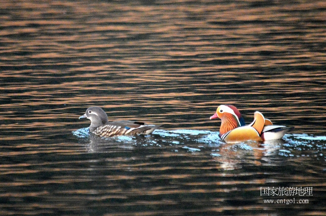 進入初冬，大批野生鴛鴦陸續(xù)飛抵江西婺源縣賦春鎮(zhèn)鴛鴦湖越冬，小精靈們在湖面上或相互依偎、卿卿我我；或隨波逐流、嬉戲打鬧，悠閑自在生活在青山綠水之間，優(yōu)良的水域和豐富的湖畔闊葉林，為鴛鴦過冬提供良好生存環(huán)境，婺源鴛鴦湖已成為亞洲最大的野生鴛鴦越冬棲息地。（攝于12月4日下午）